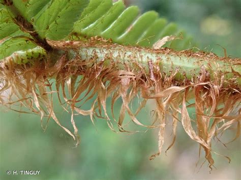 Dryopteris Affinis Lowe Fraser Jenk S S Nom Cons Prop