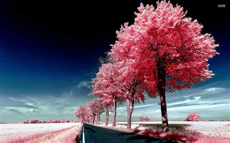 Pink Trees Wallpaper 58 Pictures Wallpaperset