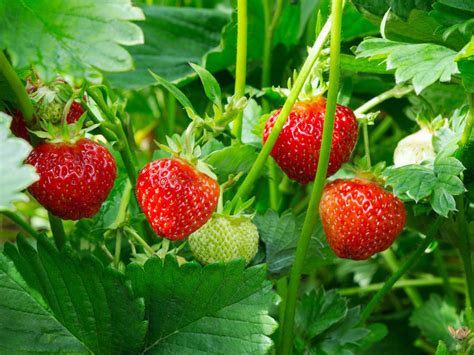 Why Are Strawberries Hard To Grow From Seed