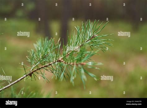 Pinus Sylvestris Branch Hi Res Stock Photography And Images Alamy