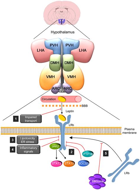 The Bbsome Regulates Hypothalamic Leptin Resistance Leptin Binding To