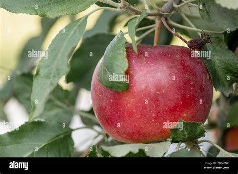 Ripe Red Idared Apples Hang On A Tree In The Garden Agricultural Farm