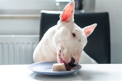 犬が誤飲してしまったらうんちで出る？誤飲の際の対処法や症状についても解説ワンクォール