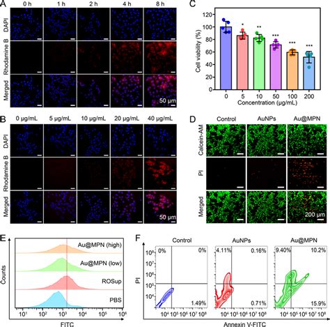 In Vitro Anticancer Effect Of Au Mpn A Time Dependent Cellular Uptake