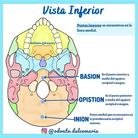 𝐎𝐝𝐨𝐧𝐭𝐨𝐥𝐨𝐠𝐢𝐚 𝐃𝐮𝐥𝐜𝐞 𝐌𝐚𝐫𝐢𝐚 on Instagram Puntos Craneometricos