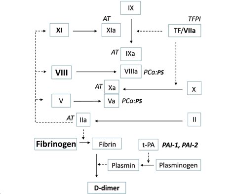 A simplified overview of the secondary hemostasis including the main ...