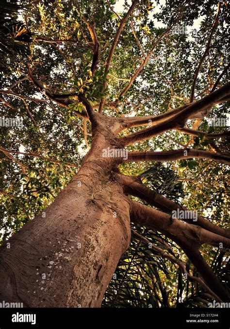 Higuera tree hi-res stock photography and images - Alamy