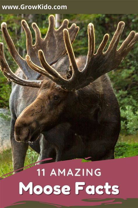 11 Amazing Moose Facts For Kids Updated Facts Artofit