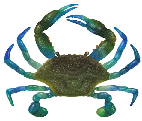 Maryland Crab Clipart