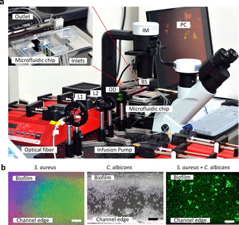 Experimental Setup Of The Opto Microfluidic Platform For Biofilm