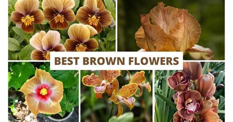 23 Brown Flower Names Types Of Brown Flower Names