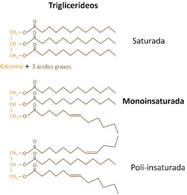 Triglicerídeos O Que Significa