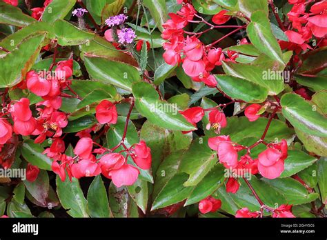 Details Picture Begonia Hoja De Angel Abzlocal Mx