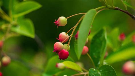 How to Plant, Grow, & Care for Serviceberry Tree - Complete Guide