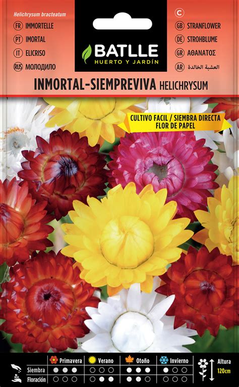 Details 100 Inmortal Siempreviva Abzlocal Mx