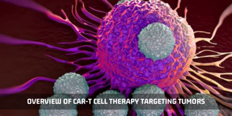 Overview Of Car T Cell Therapy Targeting Tumors Kosheeka