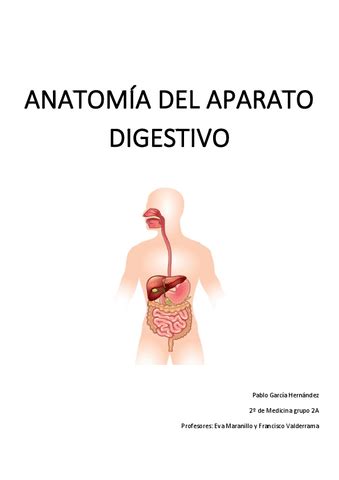 Apuntes Anatomia Del Aparato Digestivo Pdf