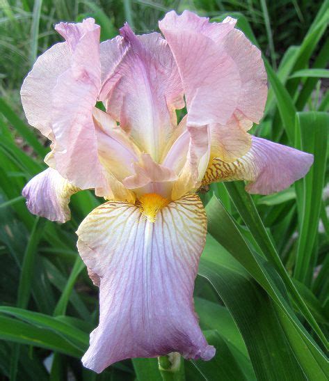 TB Iris Germanica No We Ta Sass 1931 Iris Flowers Iris Garden