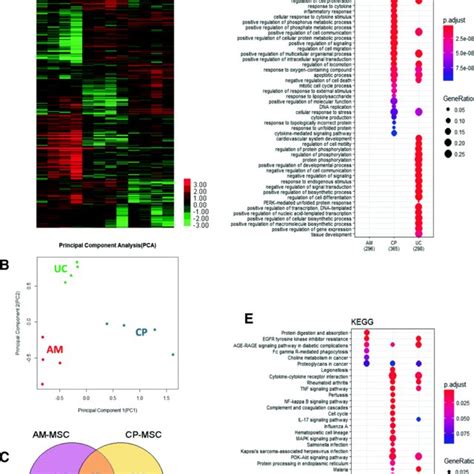 Transcriptional Analysis Of Am Mscs Uc Mscs And Cp Mscs Hierarchical Download Scientific