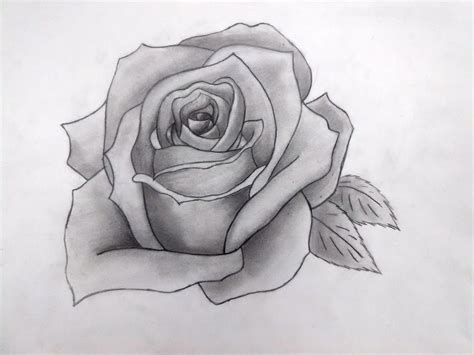 Pencil Drawn Rose by Pichumiku3 on DeviantArt