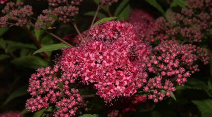 31 Beautiful Spirea Varieties For Your Landscape