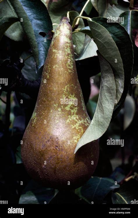 Abate Fetel Pear Pyrus Communis Rosaceae Stock Photo Alamy