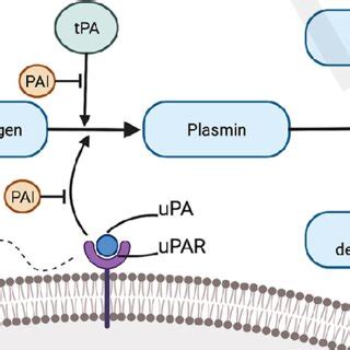 Simplified diagram of the pathophysiological role of the plasminogen ...