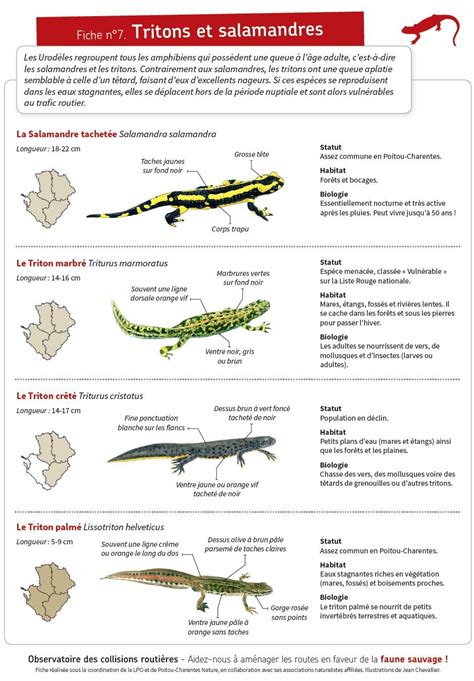 Fiche 7 Tritons Et Salamandre Faune Charente Maritime Org Artofit