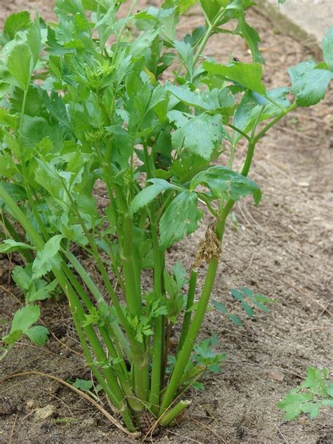 Apium graveolens (Celery, Smallage, Wild Celery) | North Carolina ...