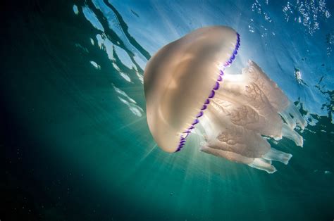 surprising facts  jellyfish