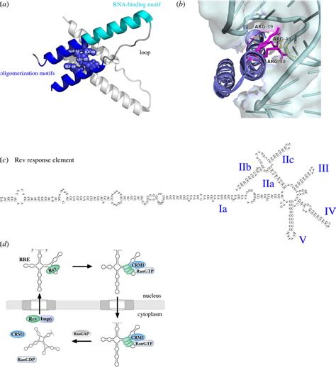 A The Rev N Terminal Domain Is Composed Of A Helixloophelix Motif