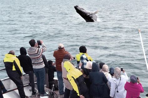 Whale Watching & Dolphin Luxury Yacht Cruise - Reykjavik | Project ...