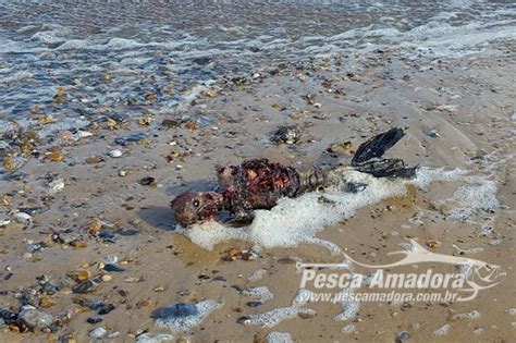 Corpo de uma suposta sereia morta é filmado no litoral da Inglaterra