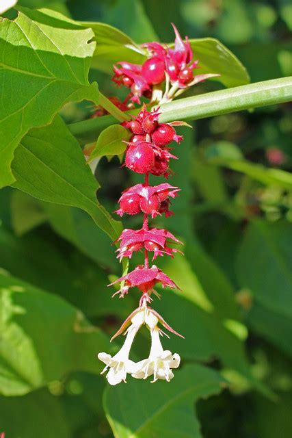 Leycesteria Formosa Fazantenbes Bg Meise Ruud De Block Flickr