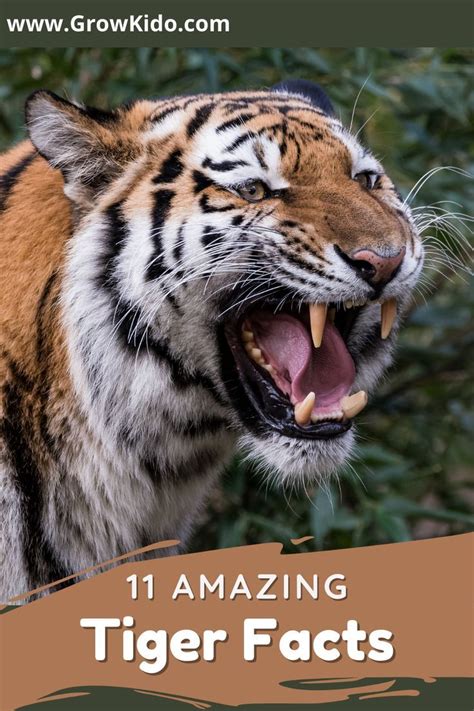 11 Amazing Tiger Facts Must Check 5 Tiger Facts Tiger Facts For