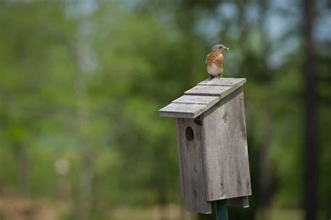 Build A Bluebird Box P Allen Smith