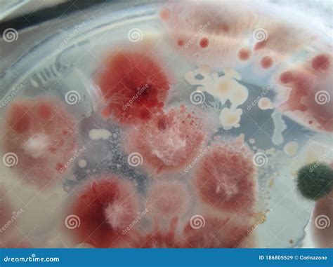 Fusarium Fungal Colonies On Saboraud Dextrose Agar Stock Image Image