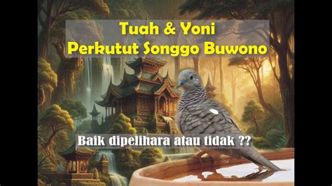 TUAH YONI PERKUTUT KATURANGGAN SONGGO BUWONO Baik Dipelihara Atau