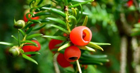 Yew Tree Berries « Inhabitat – Green Design, Innovation, Architecture ...