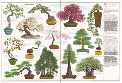 Bonsai Tree History – Everything Bonsai Related