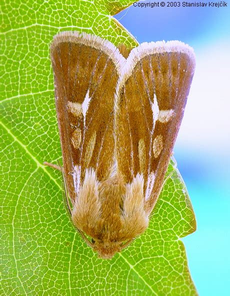 Meloidae Noctuidae