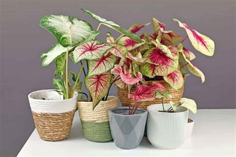 How To Plant Caladium Bulbs Houseplant Alley