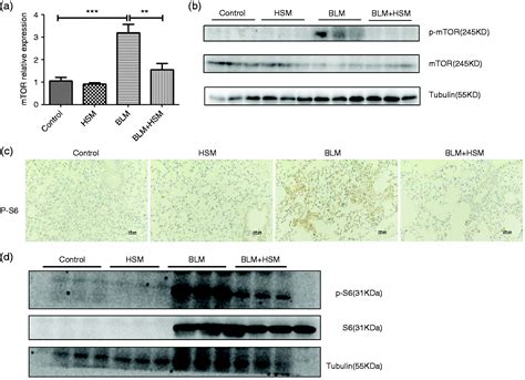 Anti Fibrosis Effect For Hirsutella Sinensis Mycelium Based On