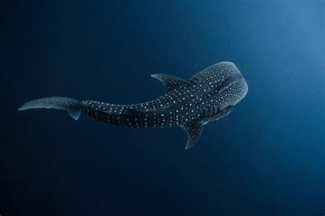 Top 5 Baby Whale Shark Facts - American Oceans