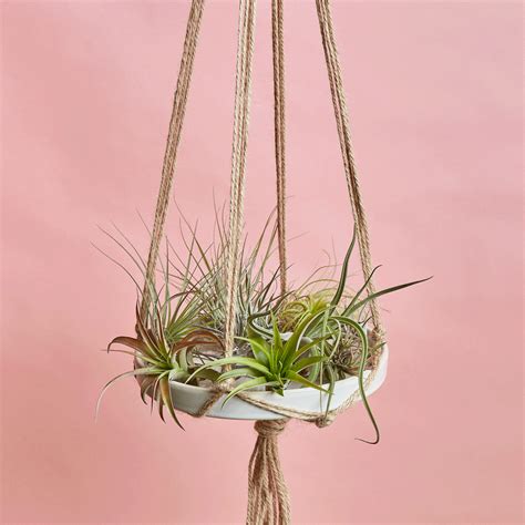 4 Awesome Air Plant Facts You Need To Know — House Plant Shop