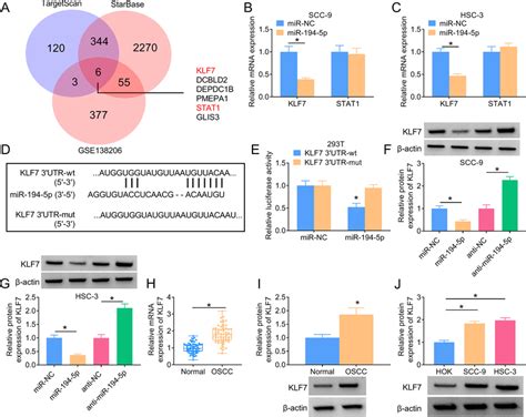 KLF7 Was A Direct Target Of MiR 194 5p A Six Potential Target MRNAs Of