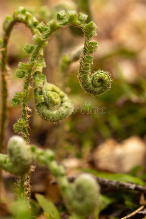 Edible fiddlehead fern stock photo. Image of seasonnal - 116186640