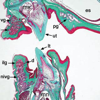 Transverse section of Pogona barbata (Eastern Bearded Dragon) head to... | Download Scientific ...