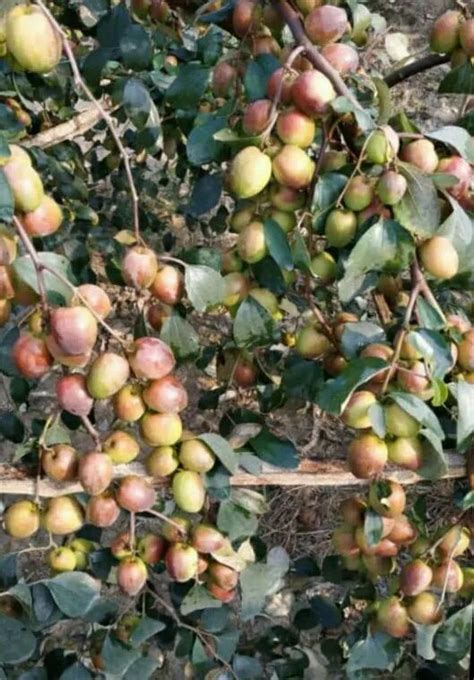 Apple Ber Plants Wholesale Price Mandi Rate For Apple Ber Fruit