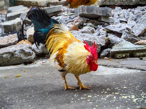 O Galo Canta Tailandês Come A Semente Do Arroz Na Exploração Agrícola